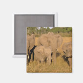 Afrika, Kenia, Masai Mara. Afrikanischer Elefant Magnet (Vorderseite/Rückseite)