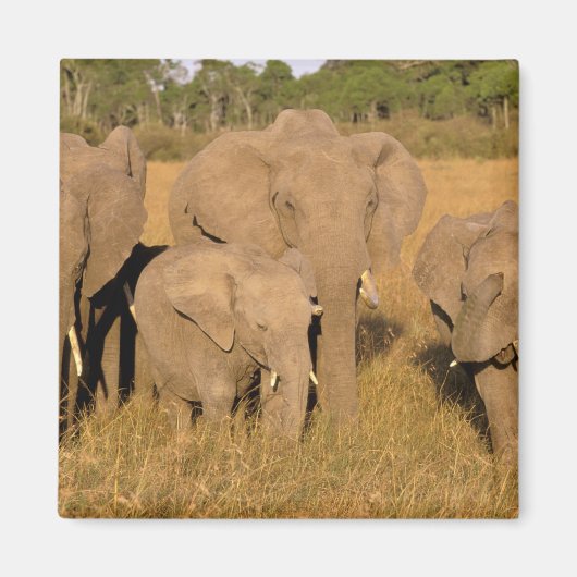 Afrika, Kenia, Masai Mara. Afrikanischer Elefant Magnet (Vorne)
