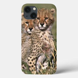 Afrika; Kenia; Masai Mara; Drei Gepardenjunge Case-Mate iPhone Hülle