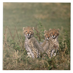 Afrika; Kenia; Masai Mara; Drei Gepardenjunge Fliese