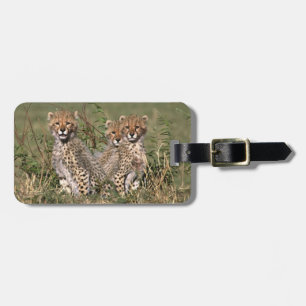 Afrika; Kenia; Masai Mara; Drei Gepardenjunge Gepäckanhänger