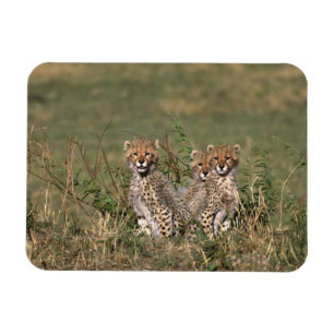 Afrika; Kenia; Masai Mara; Drei Gepardenjunge Magnet