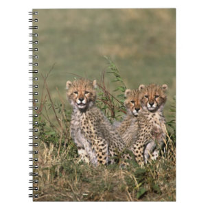 Afrika; Kenia; Masai Mara; Drei Gepardenjunge Notizblock