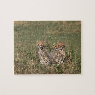 Afrika; Kenia; Masai Mara; Drei Gepardenjunge Puzzle