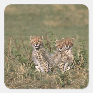 Afrika; Kenia; Masai Mara; Drei Gepardenjunge Quadratischer Aufkleber