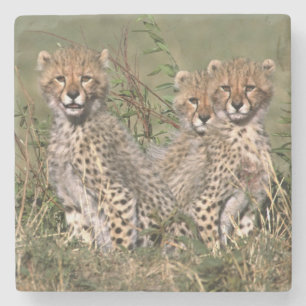 Afrika; Kenia; Masai Mara; Drei Gepardenjunge Steinuntersetzer