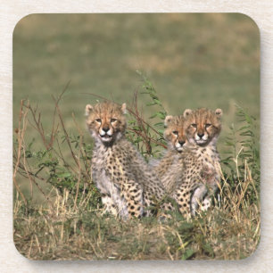 Afrika; Kenia; Masai Mara; Drei Gepardenjunge Untersetzer