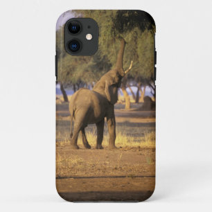 Afrika, Kenia, Masai Mara. Elefant (Loxodonta Case-Mate iPhone Hülle
