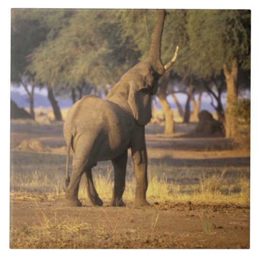 Afrika, Kenia, Masai Mara. Elefant (Loxodonta Fliese (Vorderseite)