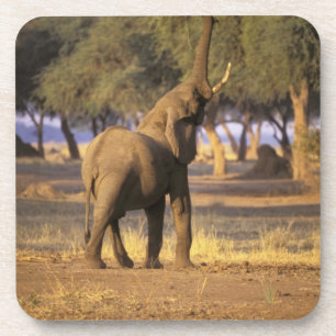 Afrika, Kenia, Masai Mara. Elefant (Loxodonta Getränkeuntersetzer
