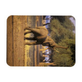 Afrika, Kenia, Masai Mara. Elefant (Loxodonta Magnet (Horizontal)