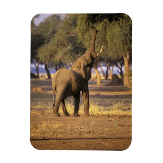 Afrika, Kenia, Masai Mara. Elefant (Loxodonta Magnet (Vertikal)