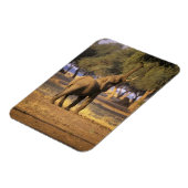 Afrika, Kenia, Masai Mara. Elefant (Loxodonta Magnet (Linke Seite)