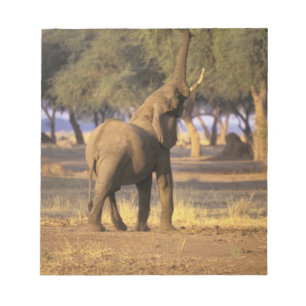 Afrika, Kenia, Masai Mara. Elefant (Loxodonta Notizblock