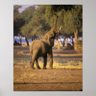 Afrika, Kenia, Masai Mara. Elefant (Loxodonta Poster