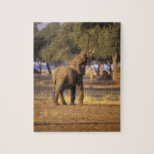 Afrika, Kenia, Masai Mara. Elefant (Loxodonta Puzzle (Vertikal)
