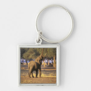 Afrika, Kenia, Masai Mara. Elefant (Loxodonta Schlüsselanhänger