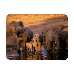 Afrika, Kenia, Masai Mara. Elefanten (Loxodonta Magnet