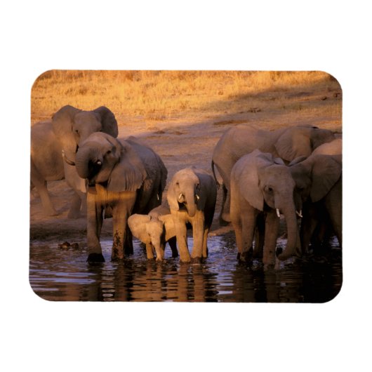 Afrika, Kenia, Masai Mara. Elefanten (Loxodonta Magnet (Horizontal)