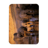 Afrika, Kenia, Masai Mara. Elefanten (Loxodonta Magnet (Vertikal)