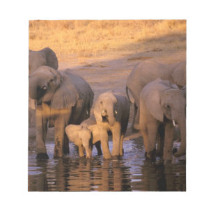 Afrika, Kenia, Masai Mara. Elefanten (Loxodonta Notizblock