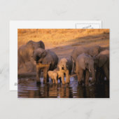 Afrika, Kenia, Masai Mara. Elefanten (Loxodonta Postkarte (Vorne/Hinten)