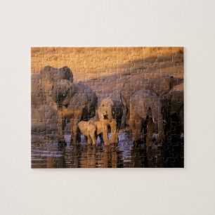 Afrika, Kenia, Masai Mara. Elefanten (Loxodonta Puzzle