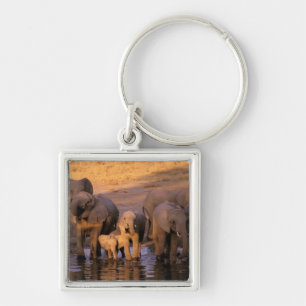 Afrika, Kenia, Masai Mara. Elefanten (Loxodonta Schlüsselanhänger