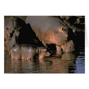 Afrika, Kenia, Masai Mara. Flusspferde