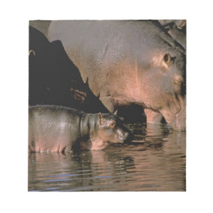 Afrika, Kenia, Masai Mara. Flusspferde Notizblock
