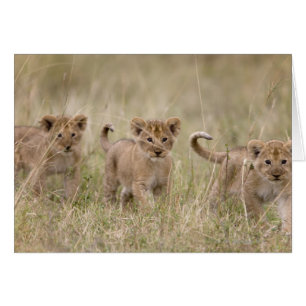 "Afrika, Kenia, Masai Mara Game Reserve"