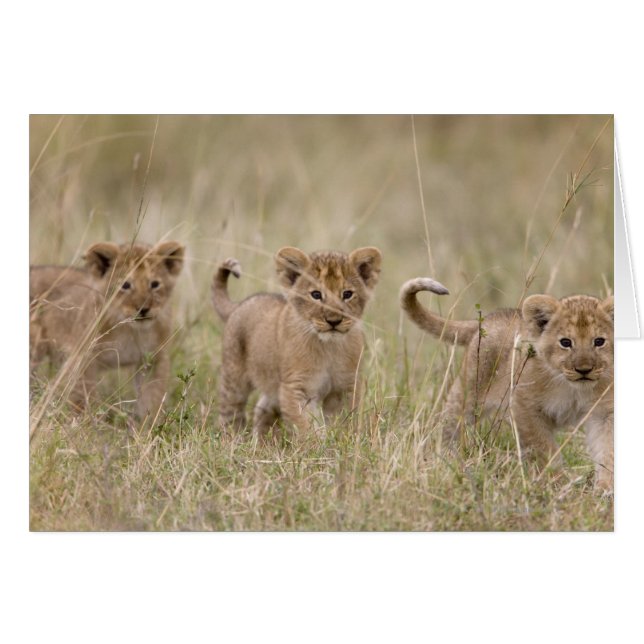 "Afrika, Kenia, Masai Mara Game Reserve" (Vorderseite (Horizontal))