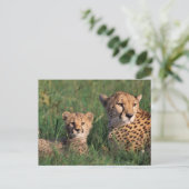Afrika, Kenia, Masai Mara Game Reserve. Cheetah Postkarte (Stehend Vorderseite)