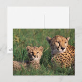 Afrika, Kenia, Masai Mara Game Reserve. Cheetah Postkarte (Vorne/Hinten)