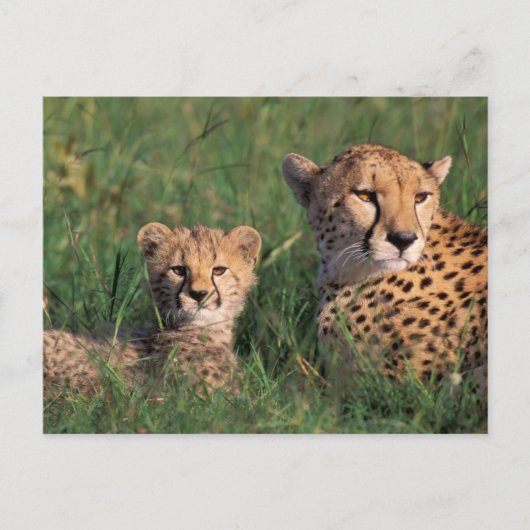 Afrika, Kenia, Masai Mara Game Reserve. Cheetah Postkarte (Vorderseite)
