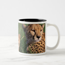 Afrika, Kenia, Masai Mara Game Reserve. Cheetah Zweifarbige Tasse
