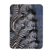 Afrika, Kenia, Masai Mara Game Reserve, Ebenen Magnet (Vertikal)