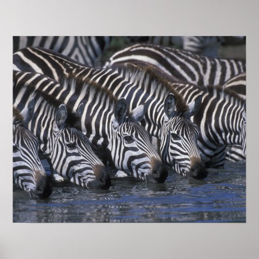 Afrika, Kenia, Masai Mara Game Reserve, Ebenen Poster (Vorne)