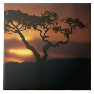 Afrika, Kenia, Masai Mara Game Reserve, Fliese