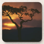 Afrika, Kenia, Masai Mara Game Reserve, Getränkeuntersetzer (Vorderseite)