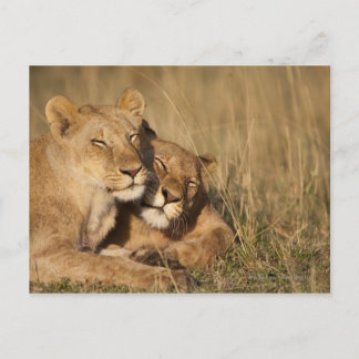 Afrika, Kenia, Masai Mara Game Reserve, Jung Postkarte