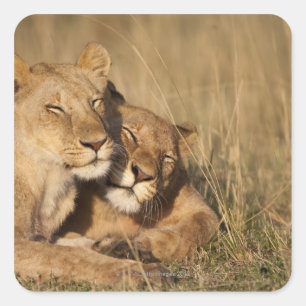 Afrika, Kenia, Masai Mara Game Reserve, Junge Quadratischer Aufkleber