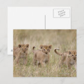 "Afrika, Kenia, Masai Mara Game Reserve" Postkarte (Vorne/Hinten)