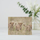 "Afrika, Kenia, Masai Mara Game Reserve" Postkarte (Stehend Vorderseite)