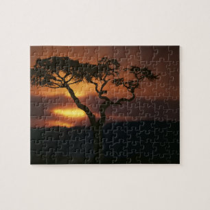 Afrika, Kenia, Masai Mara Game Reserve, Puzzle