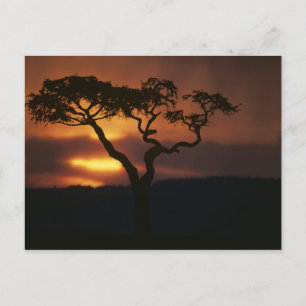 Afrika, Kenia, Masai Mara Game Reserve, Szene Postkarte