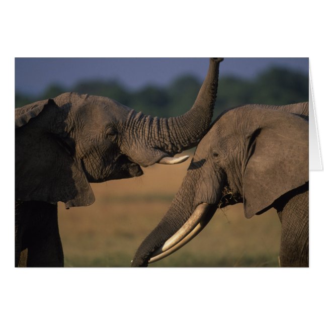 Afrika, Kenia, Masai Mara Game Reserve, zwei Bulle (Vorderseite (Horizontal))