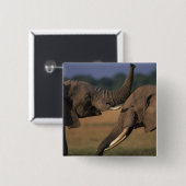 Afrika, Kenia, Masai Mara Game Reserve, zwei Bulle Button (Vorne & Hinten)