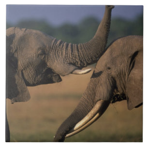 Afrika, Kenia, Masai Mara Game Reserve, Zwei Bulle Fliese