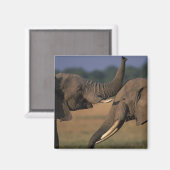 Afrika, Kenia, Masai Mara Game Reserve, zwei Bulle Magnet (Vorderseite/Rückseite)